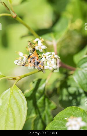 Un hoverfly, Volucella inflata sur Ham Common, Surrey Banque D'Images