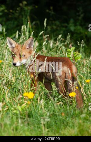 Météo britannique, 28 juin 2024 : dans un jardin londonien, un petit renard marche à travers l'herbe longue et les pissenlits d'une pelouse non tondue sous le soleil de fin d'après-midi. Le petit et ses frères et sœurs ont environ trois mois. Crédit : Anna Watson/Alamy Live News Banque D'Images