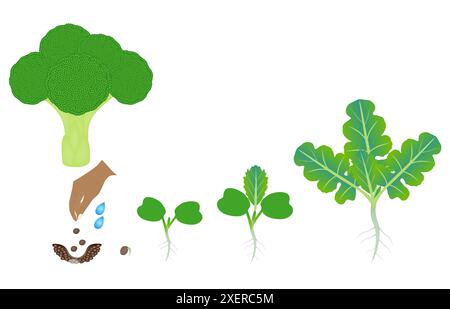 Séquence d'une plante de brocoli en croissance isolée sur blanc. Illustration de Vecteur