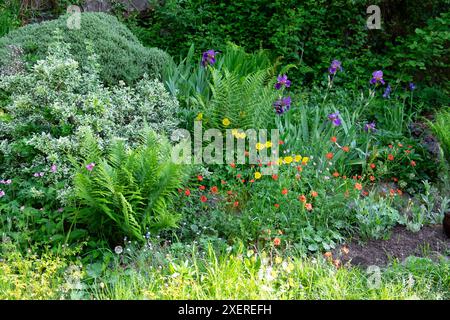 Iris violets, rouges Geums Mme Bradshaw grandissant avec des fougères et des arbustes vivaces hèbe en mai jardin rocaillerie Carmarthenshire Wales UK 2024 KATHY DEWITT Banque D'Images