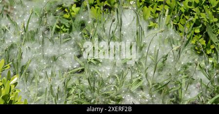 Graines de peuplier dans l'herbe verte Banque D'Images