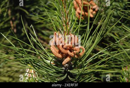 Branche d'arbre tordue de pin en floraison printanière Banque D'Images