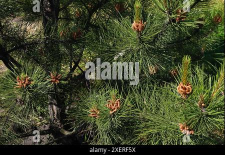 Branche d'arbre tordue de pin en floraison printanière Banque D'Images