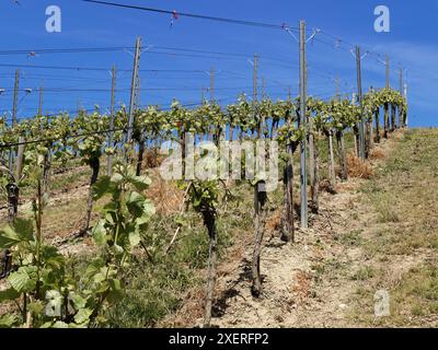 Colline avec des vignes, photographié en mai, Bad Neuenahr - Ahrweiler. Allemagne Banque D'Images