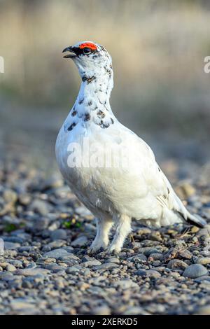 Ptarmigan rocheux mâle (Lagopus muta islandorum) de Hvammur, Westfjords, Islande en mai. Banque D'Images