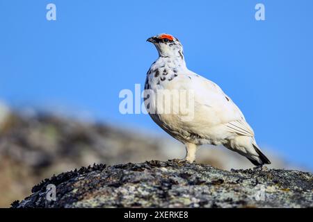Ptarmigan rocheux mâle (Lagopus muta islandorum) de Hvammur, Westfjords, Islande en mai. Banque D'Images