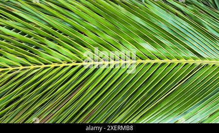 Un gros plan de la texture sur une feuille de noix de coco verte. Les détails complexes et les motifs naturels de la surface sont clairement visibles, soulignant le co Banque D'Images