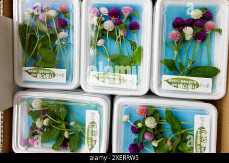 Fleurs comestibles, légumes du marché de Tsukiji, à Tokyo, au Japon. Banque D'Images