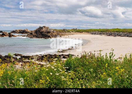 Vue sur une plage de sable dans la petite baie de Fort Pembroke avec fleurs sauvages fleurissant sur le rivage. Chouet, Guernesey, Îles Anglo-Normandes, Royaume-Uni, Grande-Bretagne Banque D'Images