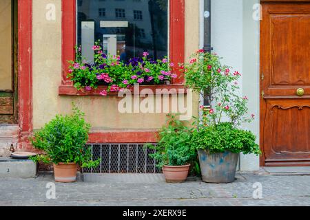 Une rangée de plantes en pot avec des fleurs violettes et blanches se trouve sur un trottoir. Les plantes sont disposées dans une rangée nette, avec quelques-unes plus grandes et d'autres plus courtes Banque D'Images