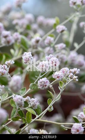 Fleurs violettes et feuillage gris poilu de l'arbuste indigène australien Ptilotus obovatus, famille des Amaranthacées. Également connu sous le nom de Cotton Bush. Silvertail Banque D'Images