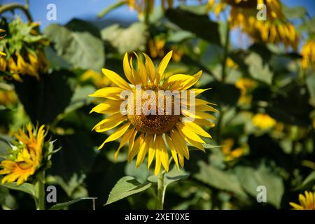 Un tournesol au premier plan dans un champ ensoleillé, région Ombrie, Italie Banque D'Images