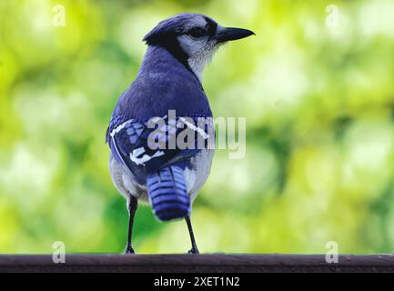 Un Bluejay arrive sur le pont Banque D'Images