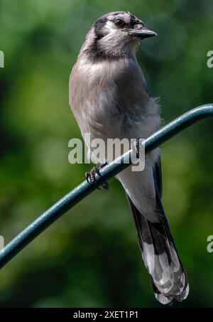 Un Bluejay arrive sur le pont Banque D'Images