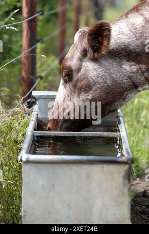 Boeuf Shorthorn vache buvant de l'eau provenant d'un abreuvoir le long d'un champ, Peterborough, Royaume-Uni. Banque D'Images