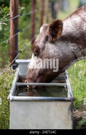 Boeuf Shorthorn vache buvant de l'eau provenant d'un abreuvoir le long d'un champ, Peterborough, Royaume-Uni. Banque D'Images