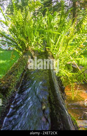 Plantes qui poussent d'un canal fait d'une vieille bûche évidée. Mise au point sélective Banque D'Images