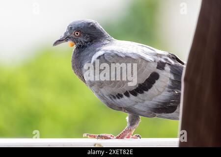 Le pigeon marche sur la fenêtre ouverte et regarde dans la pièce Banque D'Images