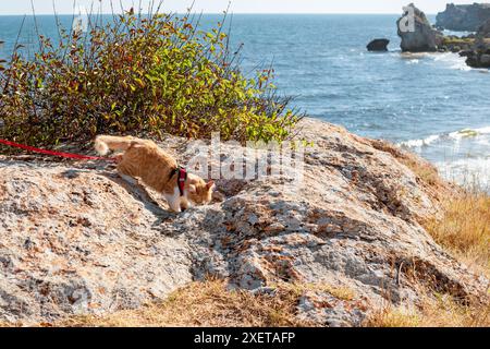 Un chat gingembre sur un harnais marche le long de la côte de la mer. Vacances en mer avec animaux domestiques. Banque D'Images