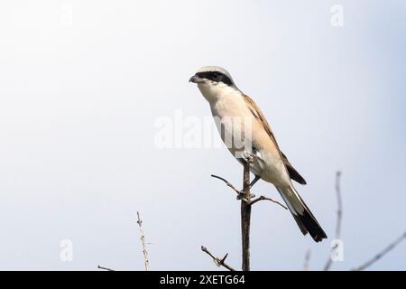 Mâle Red-back Shrike (Lanius collurio) perché sur la branche, parc national Kruger, Afrique du Sud Banque D'Images