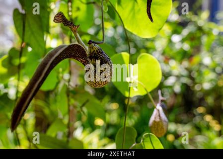 Pitcher plants est une plante carnivore qui a modifié les feuilles connues sous le nom de pièges à pièges, Spirogyra Butterfly Garden, San Jose, Costa, Rica Banque D'Images