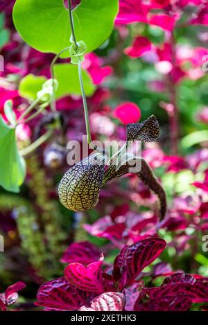 Pitcher plants est une plante carnivore qui a modifié les feuilles connues sous le nom de pièges à pièges, Spirogyra Butterfly Garden, San Jose, Costa, Rica Banque D'Images