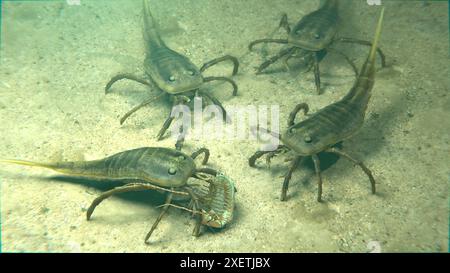 Une illustration des euryptérides éteints Kokomopterus (scorpions de mer) récupérant un trilobite mort sur un fond de lac trouble il y a 418 millions d'années. Banque D'Images