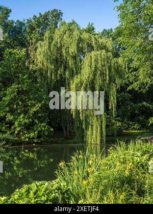 Feuillage vert intense enveloppant un étang vitreux, ancré par un saule pleureur, parsemé de fleurs jaunes sous un ciel bleu serein. Banque D'Images