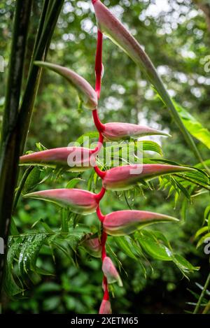 Heliconia ou faux-oiseau de paradis, Mistico, Arenal Hanging Bridges Park, Costa Rica, Amérique centrale Banque D'Images