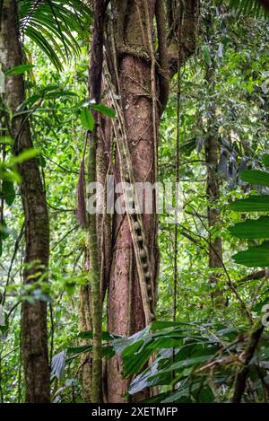 Échelle naturelle enroulant sur un tronc d'arbre dans la forêt tropicale, Parc national du volcan Arenal, Costa Rica, Amérique centrale Banque D'Images