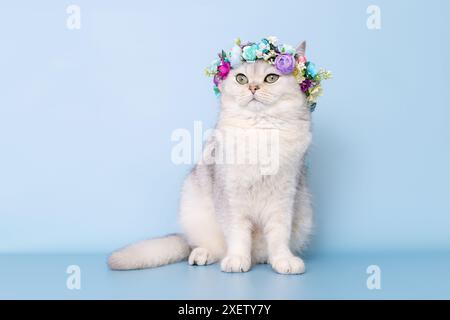 Chat blanc mignon dans la couronne de fleurs sur la tête, assis sur fond bleu Banque D'Images