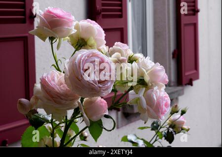 Vue rapprochée d'un bouquet de roses 'Pierre de Ronsard'. Une délicate teinte rose pâle pour ces belles fleurs. Banque D'Images