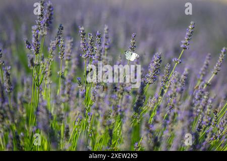 Eastern Bath papillon blanc, connu sous le nom de Pontia edusa, perché sur des fleurs de lavande. Jardin de lavande, zone de copie. Arrière-plan flou. Banque D'Images