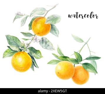 Illustration aquarelle d'oranges, de feuilles et de fleurs, créant une composition vibrante Banque D'Images