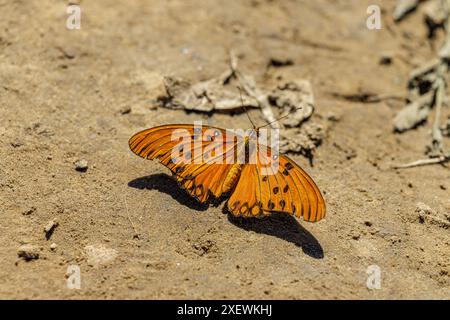 Papillon de passiflore tacheté (Agraulis vanillae) perché sur le sable. Banque D'Images