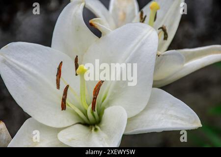 Lilium candidum, fleur de lis asiatique blanc, gros plan Banque D'Images