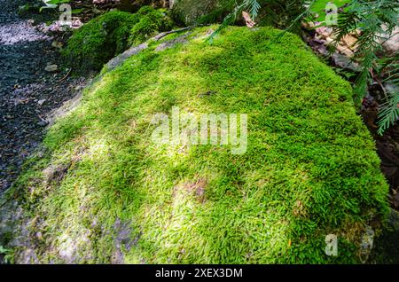 Gros rochers couverts de mousse dans une forêt.. Banque D'Images
