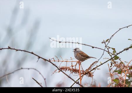 Dunnock [ Prunella modularis ] chantant à partir de plantes de broussailles Banque D'Images