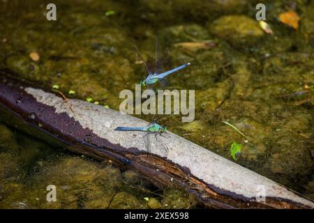 Pondhawk oriental (Erythemis simplicicollis) s'attaquant souvent à d'autres libellules de leur taille. Ce sont les seules espèces écumoire avec un visage vert Banque D'Images