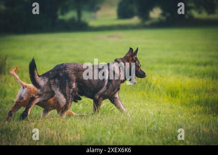 Deux chiens jouant, un berger allemand adulte et un vieux berger allemand (Kuhhund) chiot Banque D'Images