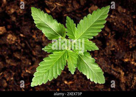 vue de dessus d'une jeune plante de marijuana, cannabis sativa dans le sol, concept de culture à domicile du chanvre Banque D'Images