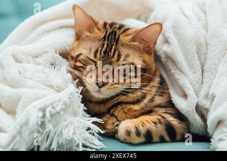 Chat Kitty du Bengal couché sous la couverture blanche de la fureur à l'intérieur Banque D'Images