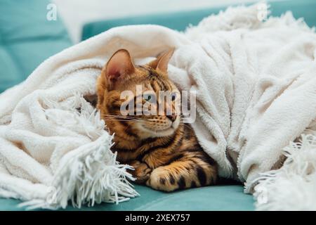 Chat Kitty du Bengal couché sous la couverture blanche de la fureur à l'intérieur Banque D'Images