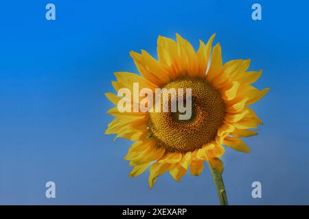 Un tournesol jaune mûr avec un bourdon assis dessus sur le fond d'un ciel bleu clair. Banque D'Images