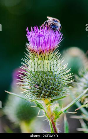 Fleur de chardon Marie, gros plan avec un bourdon assis sur le dessus, macro. Silybum marianum - fleur de chardon Marie Banque D'Images