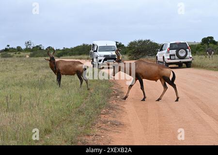 Deux kudus traversant la route lors d'une chasse au gibier dans le parc national d'Addo, en Afrique du Sud Banque D'Images