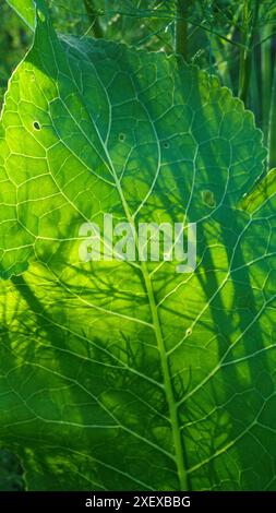 Une photo verticale d'une grande feuille de raifort illuminée par une lumière vive. Les verts pour la nourriture et la médecine. Lames de printemps. Banque D'Images