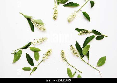 Composition de branches de châtaignier en fleurs sur fond blanc, vue de dessus, pose à plat. Banque D'Images