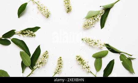 Fleurs de châtaignier sur un fond de papier clair. Fond de printemps avec châtaignier. Plat, vue de dessus. Banque D'Images