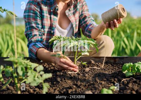 Gros plan d'une femme attachant des plants de tomates à l'extérieur dans une boîte de jardin en bois haute Banque D'Images